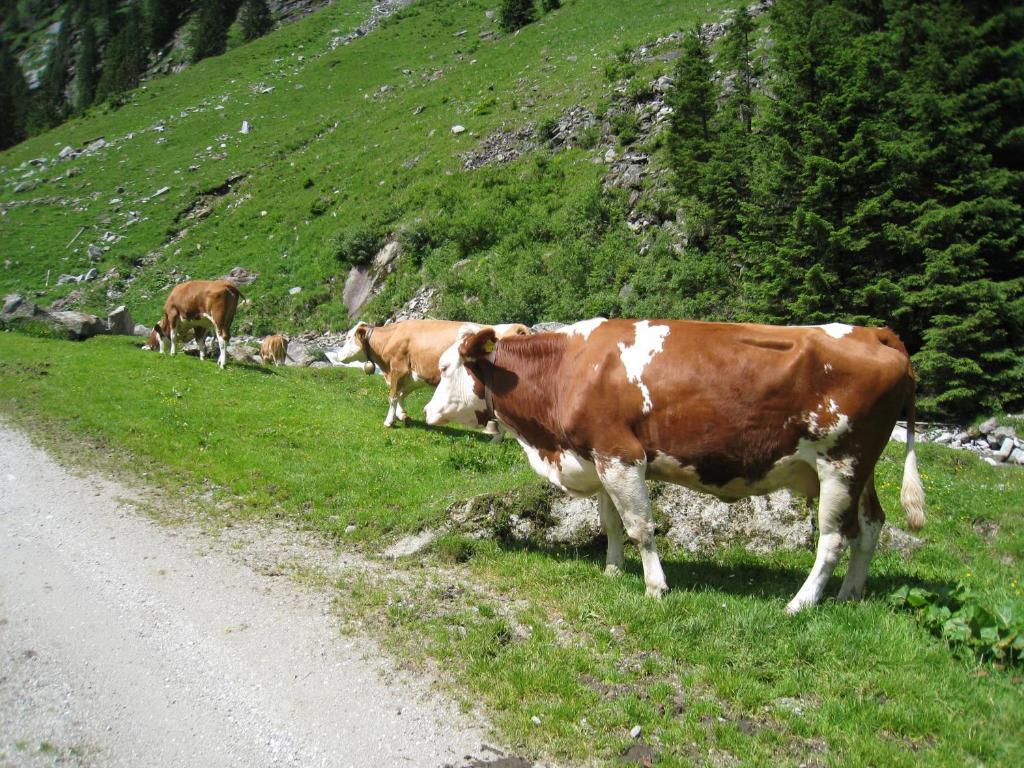 Gaestehaus Christoph Ried im Zillertal Εξωτερικό φωτογραφία